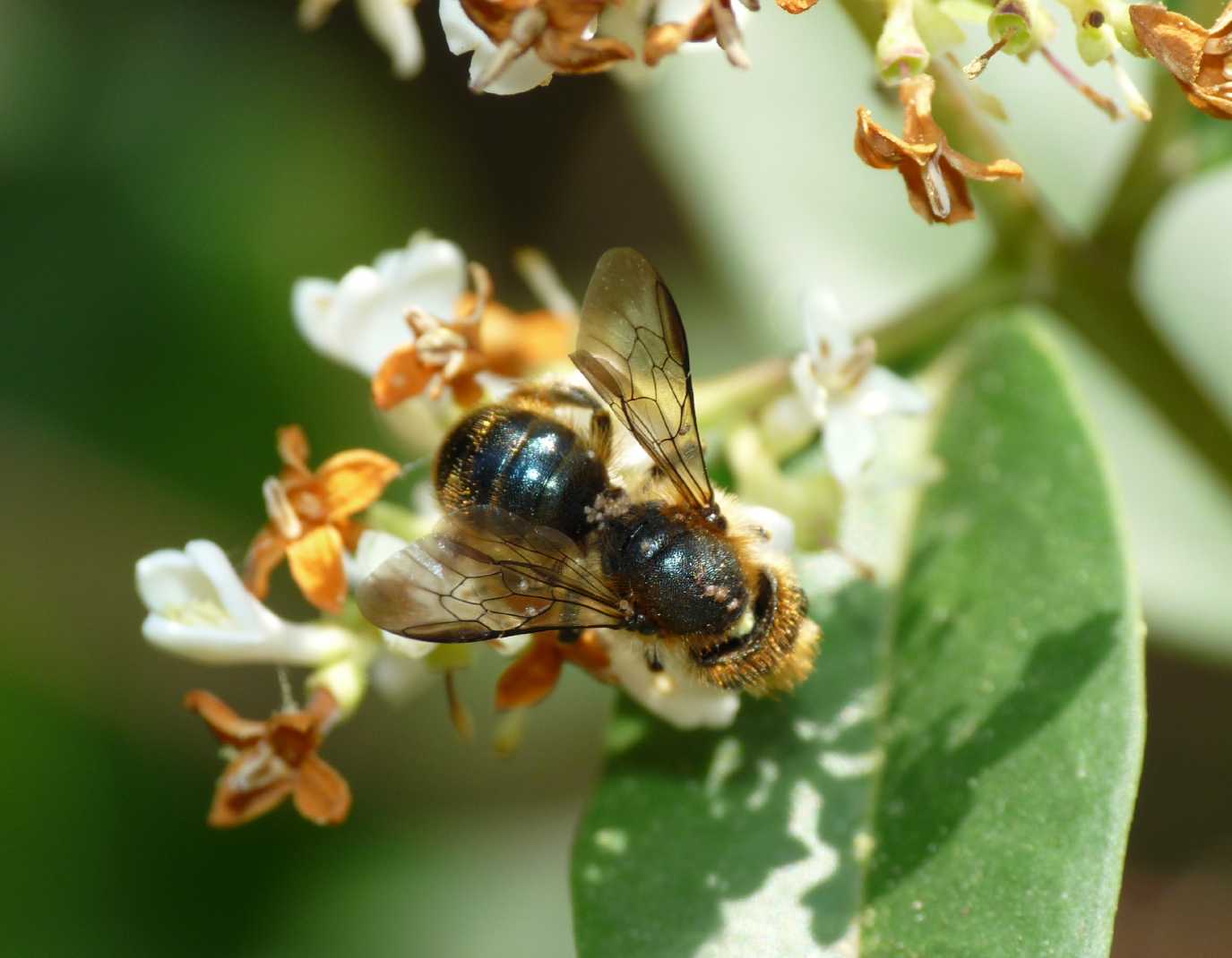 Apine in accoppiamento (Osmia sp.)